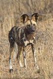 037-Wild Dog Looking