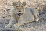 009-Lioness at Rest