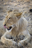 011-Lion Tongue