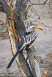 019-Yellow Billed Hornbill