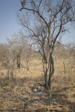 025-Cheetah Family with Kill