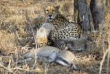 029-Cheetah Family with Kill