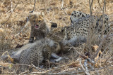 034-Cheetahs Eating Duiker