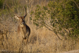 051-Bush Buck
