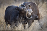 054-Cape Buffalo Sparring