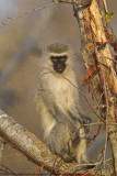 059-Vervet Monkey