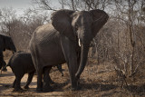 063-Elephant Looking at Me