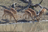 064-Impala Drinking