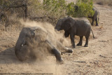 001-Elephant Gets Dusty
