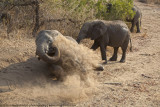 002-Elephant Gets Dusty