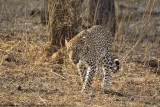 006-Leopard Walking
