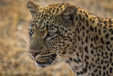 008-Leopard Portrait