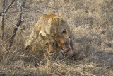 025-Lioness Friends