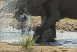 035-Elephant with Baby