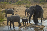 038-Elephant with Baby
