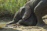 039-Baby Elephant