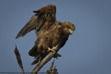 042-Eagel in Tree