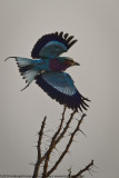 046-Lilac Breasted Roller in Flight