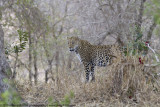 051-Leopard in Bush