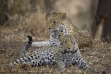 053-Leopad Cub with Mom