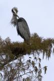 GBH Morning Preen