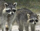 Racoons