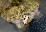 Hawksbill turtle - heres lookin at YOU!