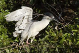 Black Crowned Night Heron