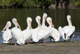 White Pelicans