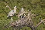 Another nest