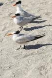 Royal Terns, Venice Beach
