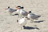 Royal Terns, Venice Beach