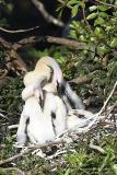 Anhinga nest