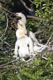 Anhinga nest