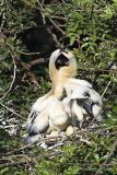 Anhinga nest