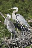 Great Blue Heron nest