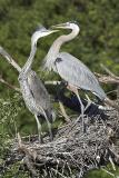 Great Blue Heron nest