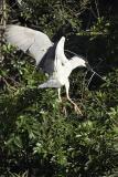Black Crowned Night Heron