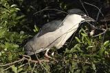 Making a nest
