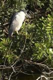Black Crowned Night Heron