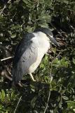 Black Crowned Night Heron