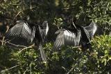 Anhingas sunning