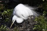 Great White Egret
