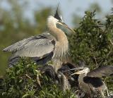 GBH Feeding sequence