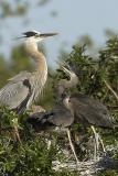 GBH Feeding sequence