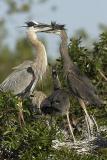 GBH Feeding sequence
