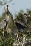 GBH Feeding sequence
