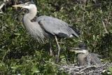 Great Blue Heron nest