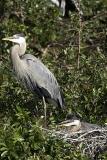Great Blue Heron nest