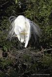 Great White Egret